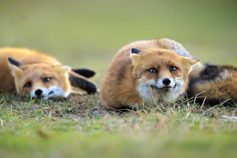 Wild red foxes vulpes vulpes playing stock photo
