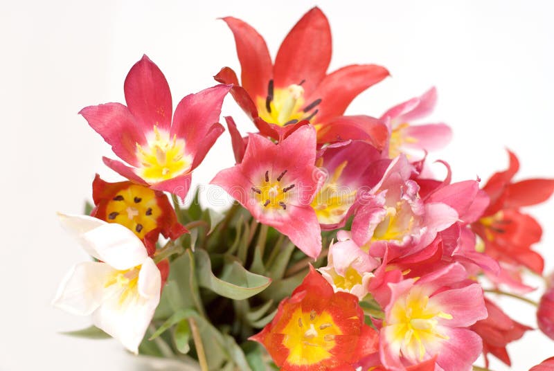 Wild red, pink and yellow tulips