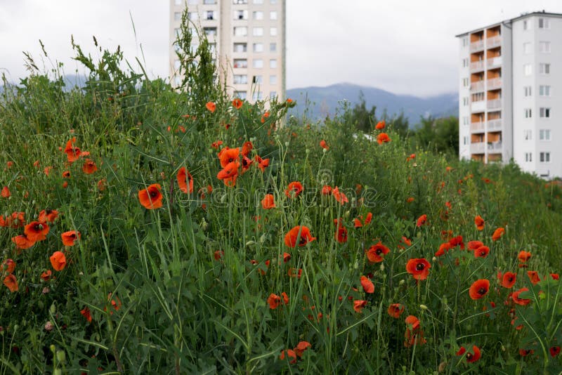 Divoké červené máky v trávě. Slovensko