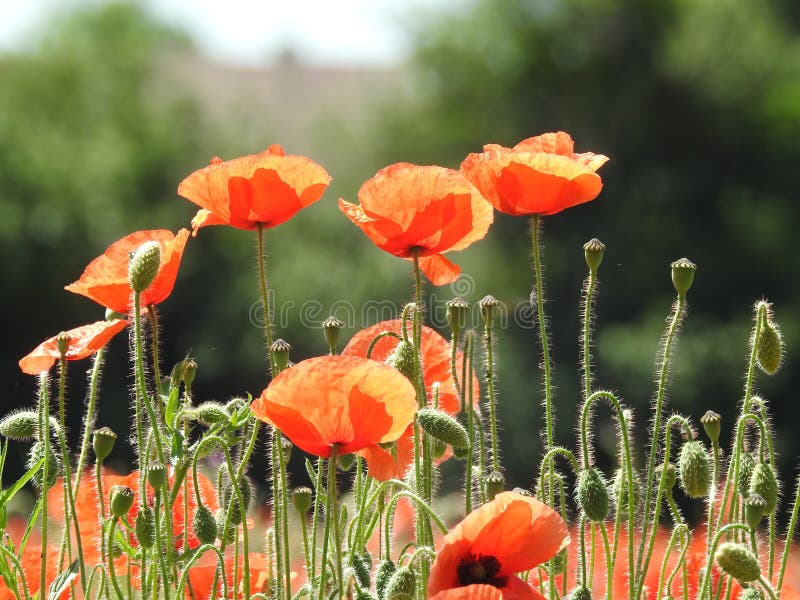 Wild Red Poppies Growing in Tall Grass Stock Photo Image of flowers