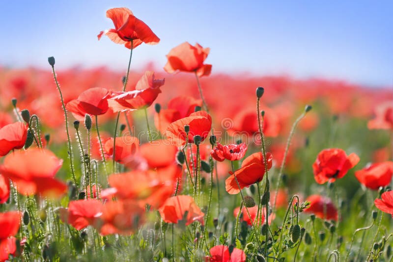 Wild red poppy flowers