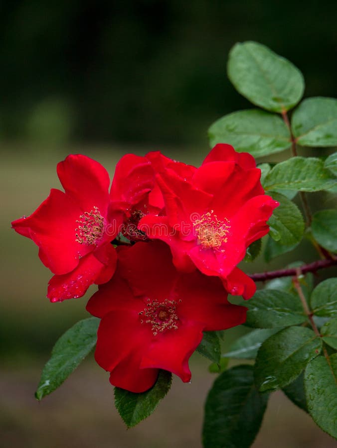Wild red rose bush stock image. Image of garden, hedge 110269255