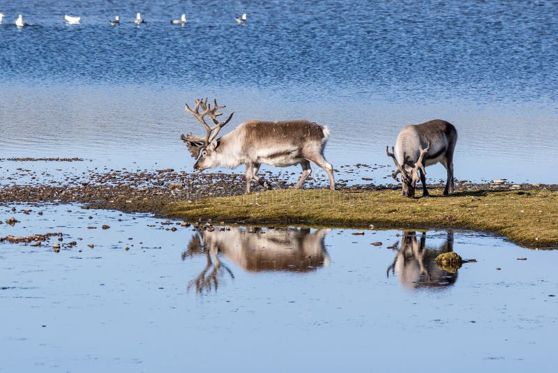 Wild reindeers by the lake - Arctic, Svalbard