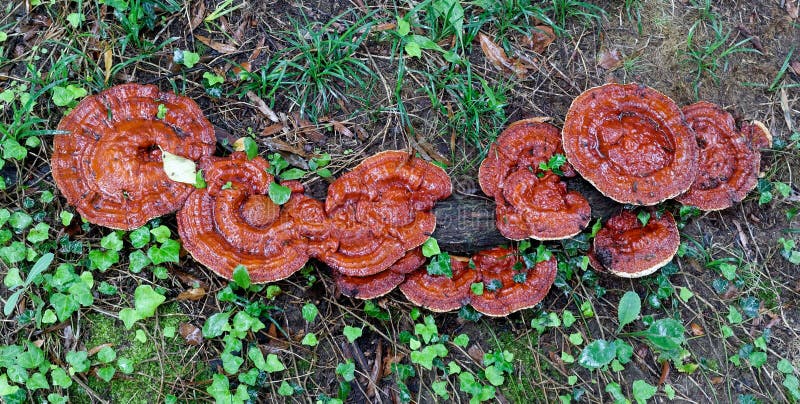 Wild Reishi Mushroom-Ganoderma Tsugae