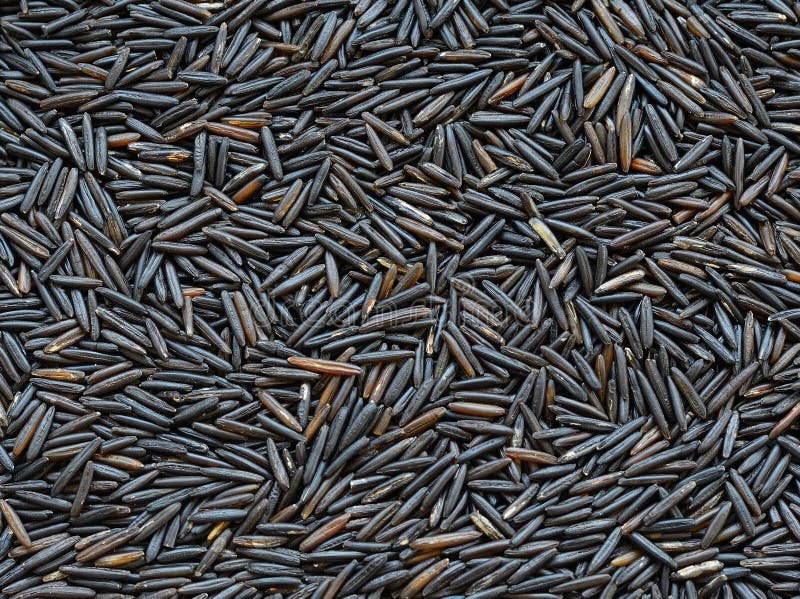 Wild rice 2 stock image. Image of seed, food, seeds, texture 38450203