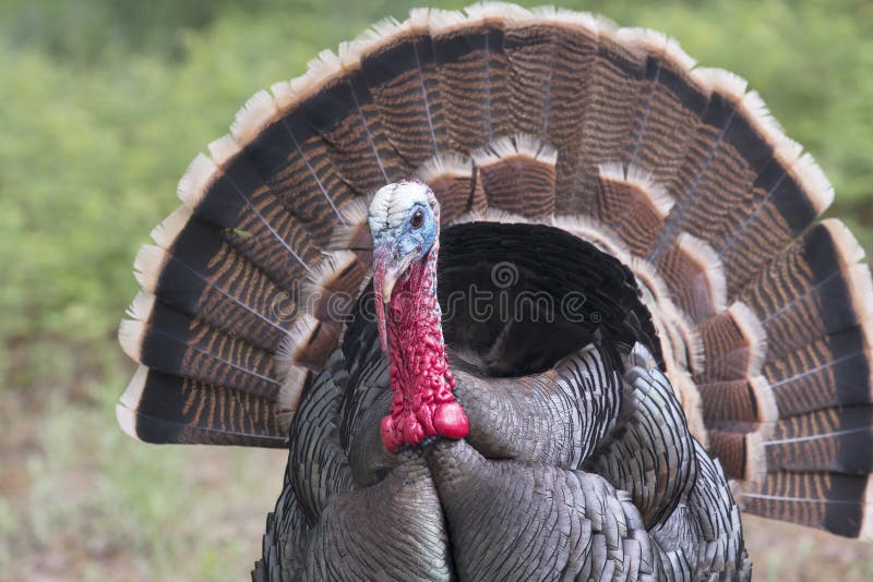 Wild Rio Grande Turkey