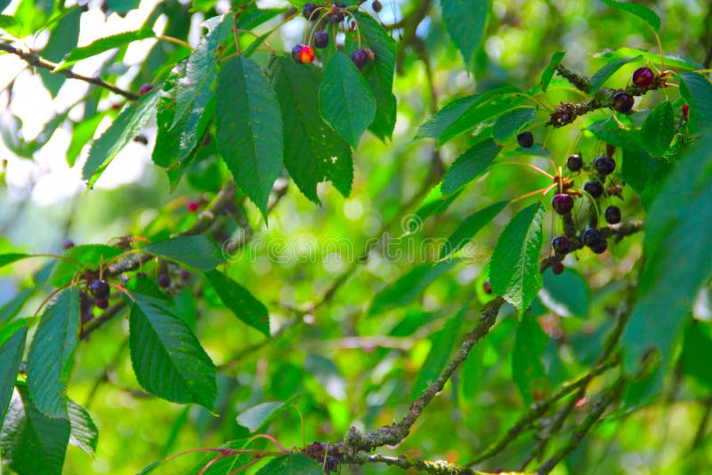 Branches with Ripe Fruits of Wild Black Cherry, Prunus Serotina. Stock