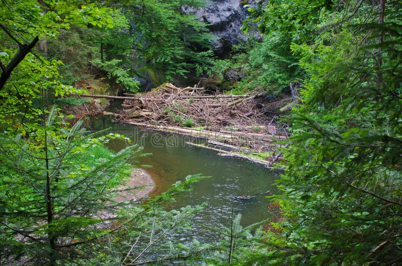 Wild river in the forest