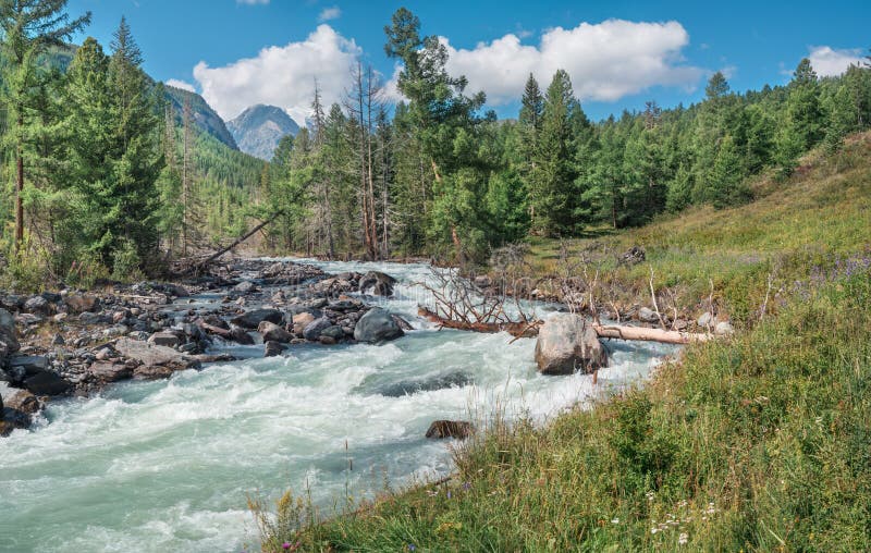 Wild River In The Mountains Of Siberia A Stormy Stream A Fallen Tree