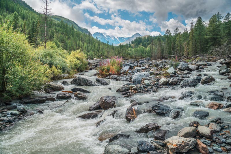 Wild River In The Mountains Of Siberia A Stormy Stream A Fallen Tree