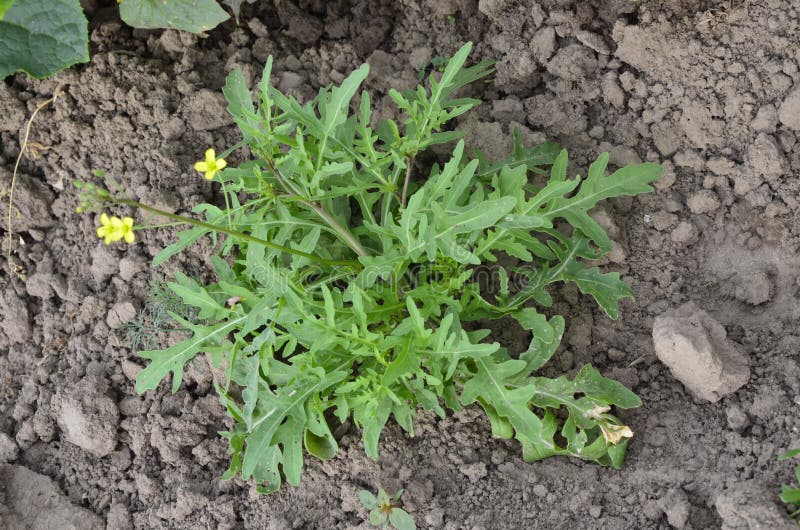 Wild Rocket Arugula Salad Growing In The Garden Stock Image Image Of
