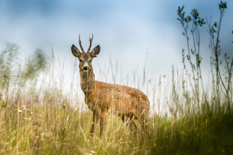 Roe deer near forest stock photo. Image of forest, deer 183896818