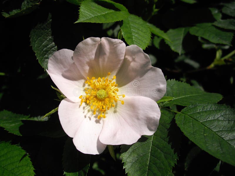 3,302 Rose Bush Thorns Stock Photos Free & RoyaltyFree Stock Photos