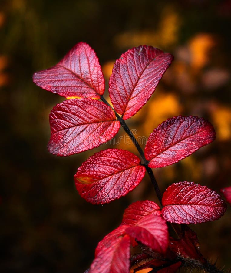 Wild rose autumn leaves stock photo. Image of nature - 11593140