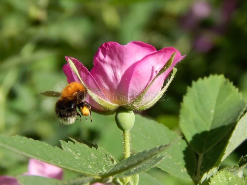 Wild Rose with a Bee Closeup Stock Photo Image of environment