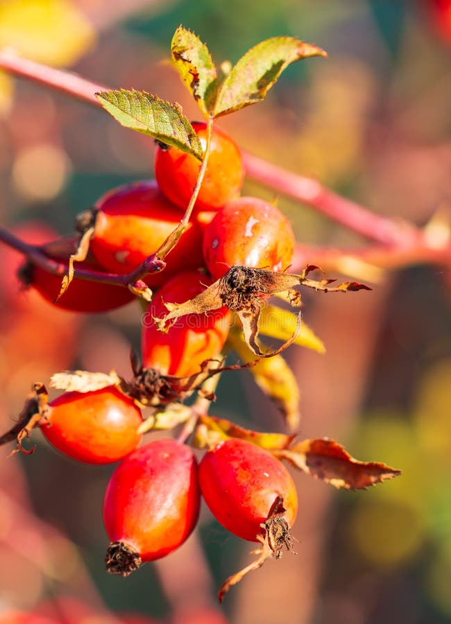Wild Rose Berries on a Branch Stock Photo Image of bones, ripe 163361872