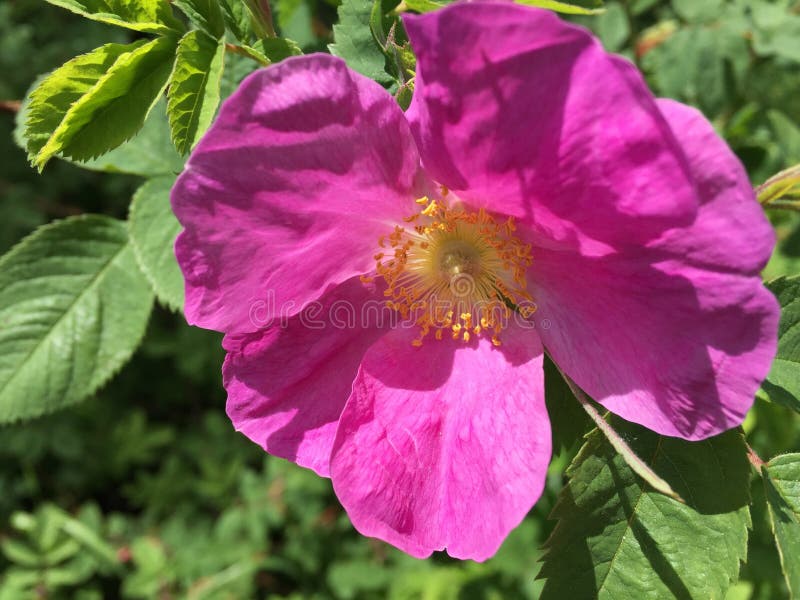 Wild Rose in Bloom in the Spring in Maine Stock Image Image of detail