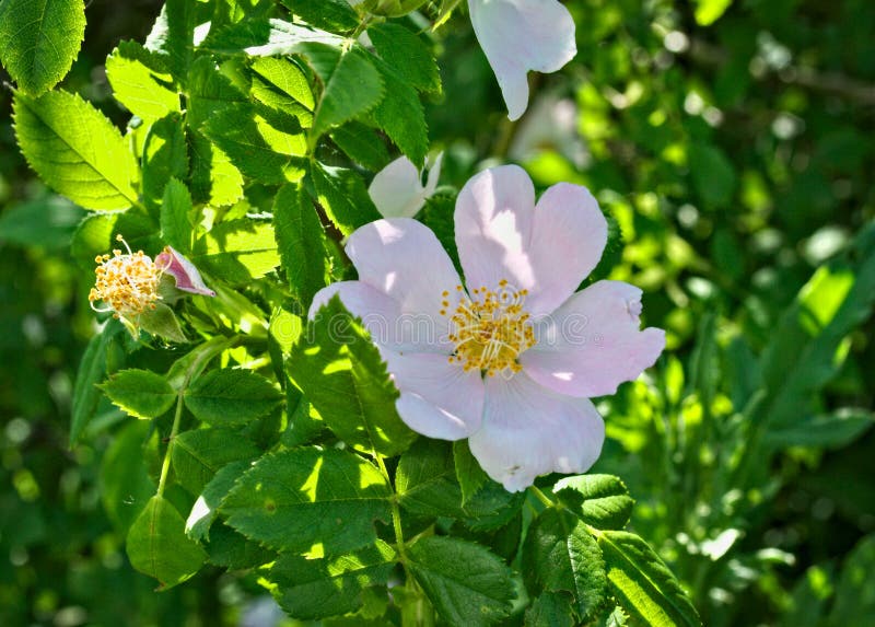 Wild Rose Blooming Flower Close Up Stock Photo - Image of tree, petal ...