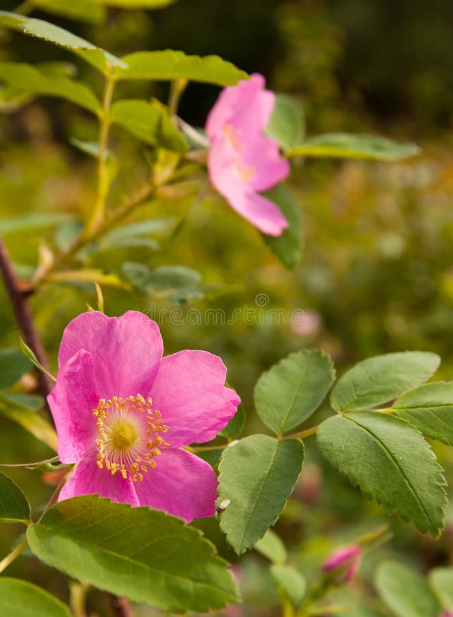 Arctic Wild Rose Petals