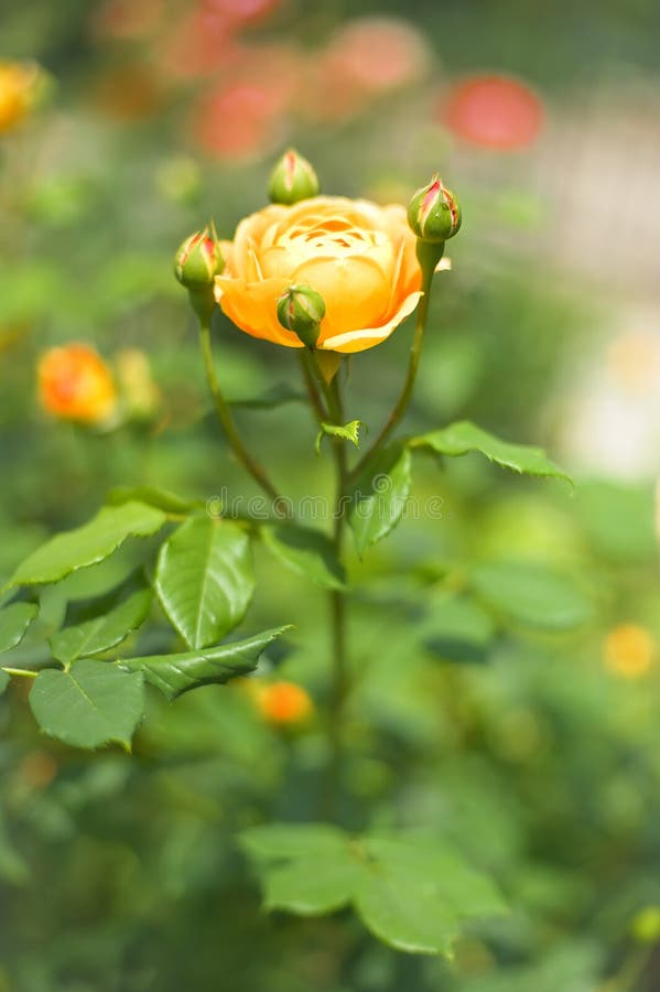Wild Rose Blooms stock photo. Image of flora, floral 31060406