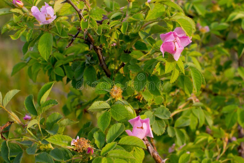 Wild rose Bush. stock image. Image of flower, syrup 150716803