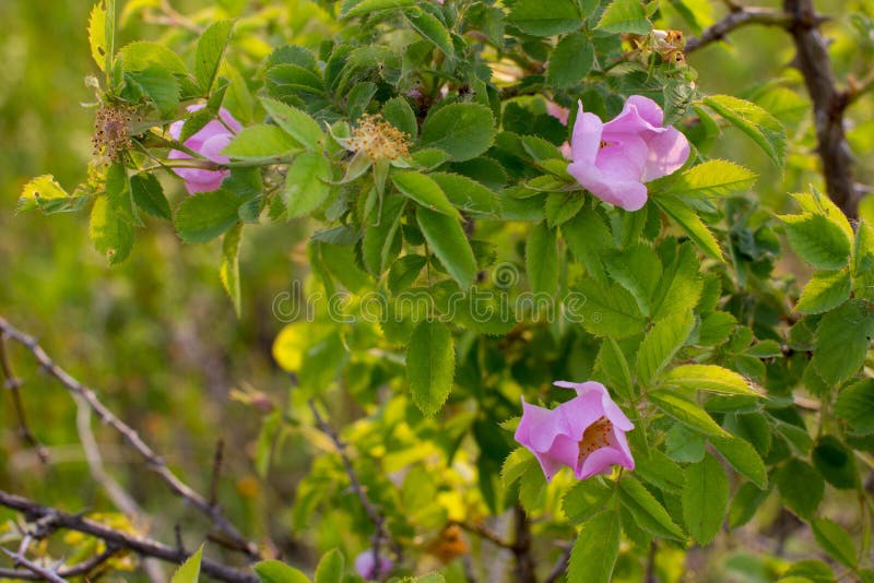 Wild rose Bush. stock photo. Image of fruit, fields 150717632
