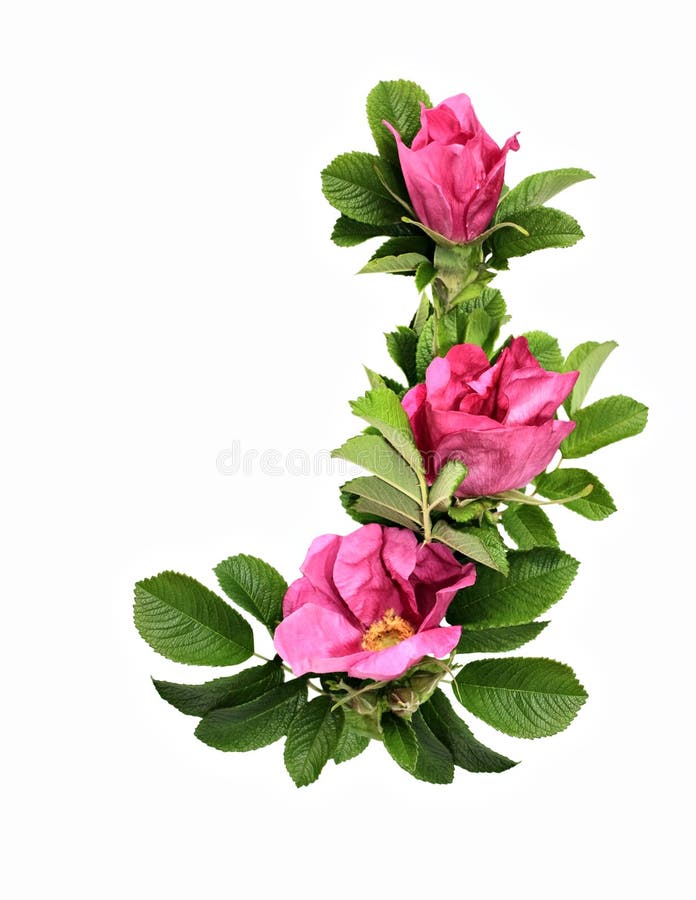 Wild Rose Leaves Isolated On White Stock Photo 142724695