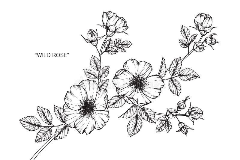 Flower Drawing PNG Transparent Images Free Download | Vector Files | Pngtree