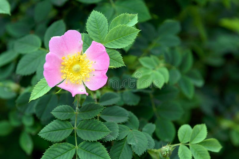 Wild rose flower stock photo. Image of branch, flora 73328008