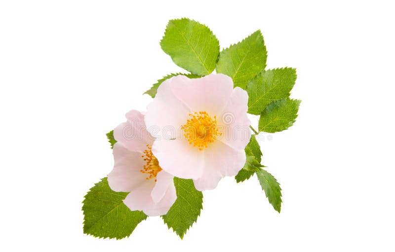 Wild rose isolated stock photo. Image of medicinal, blossom - 131312172