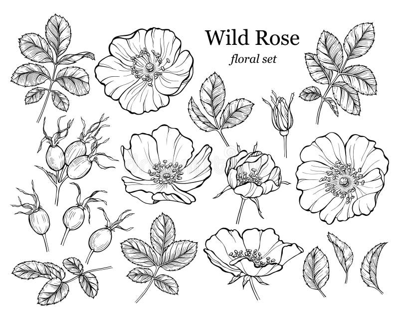 Wild rose flower set, line art drawing. Outline floral design elements isolated on white background, vector illustration