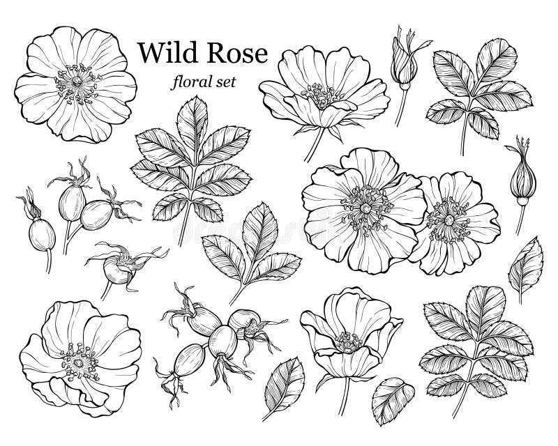 Wild rose flower set, line art drawing. Outline floral design elements isolated on white background, vector illustration