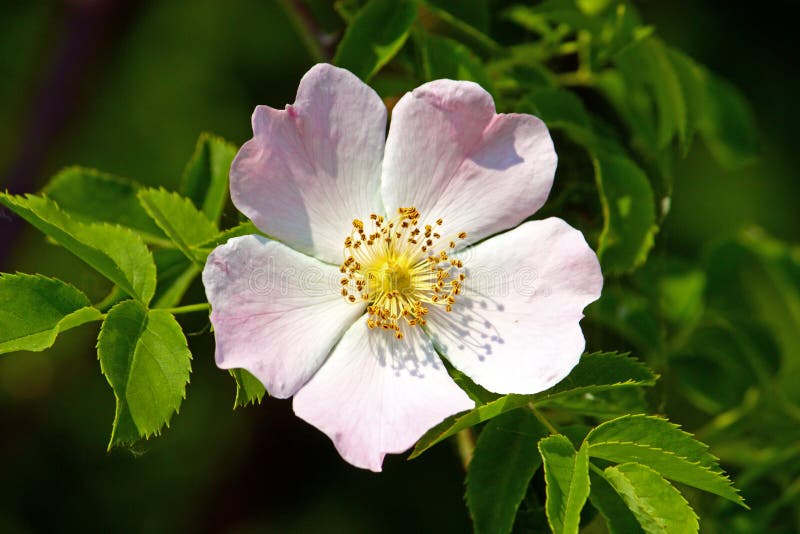 A flower of wild rose stock image. Image of leaf, flower 143531619