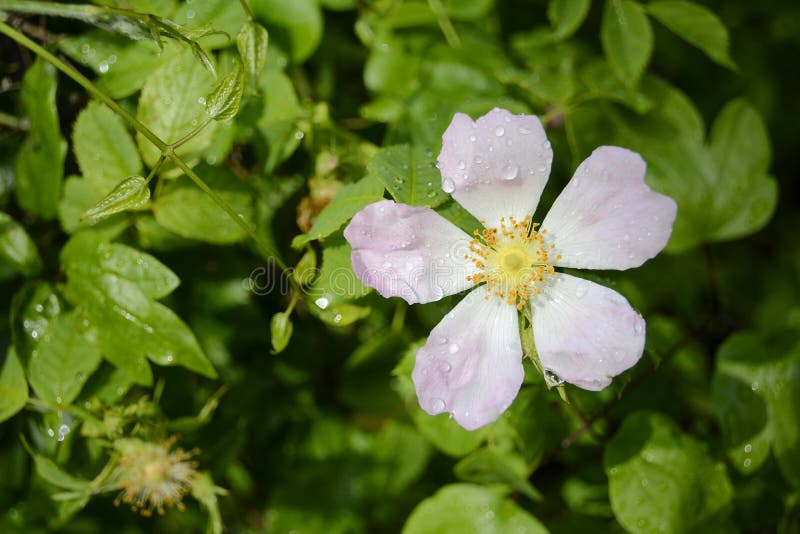 Wild rose stock image. Image of family, rosehip, season 41560083