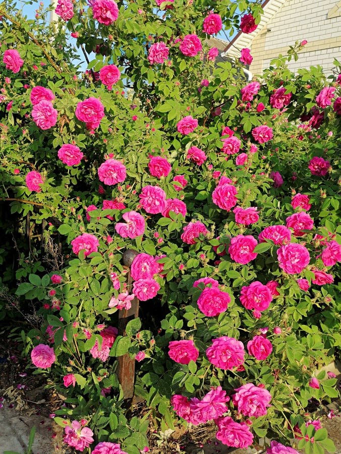 Wild rose in the garden stock photo. Image of flowers 220857202