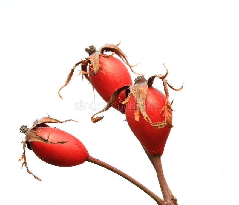 Wild rose hips