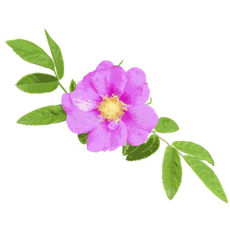 Wild Rose Isolated On White Background Stock Vector - Illustration of