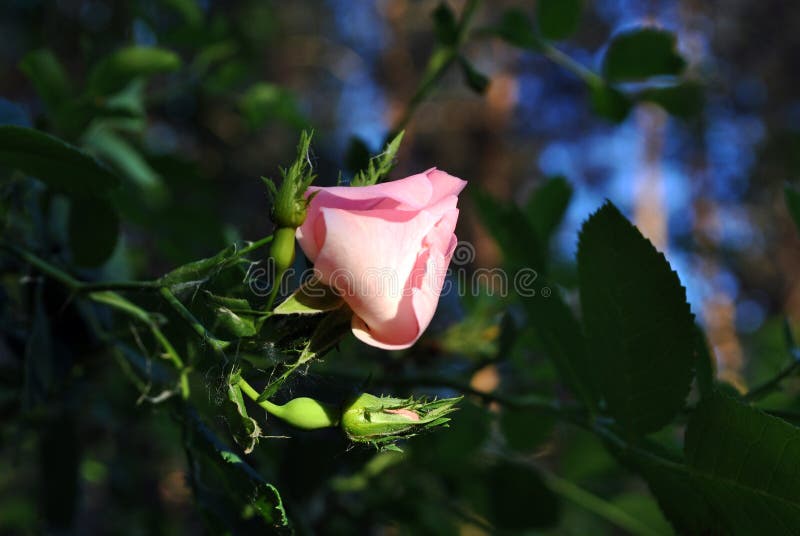 Wild rose pink bud on the soft dark green leaves and blue sky