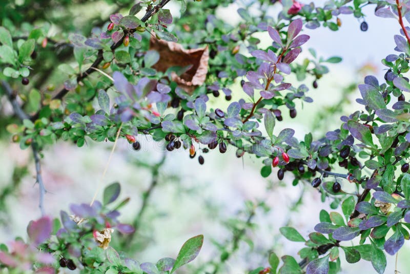 Wild Rose with Red and Black Berries Blooms in Spring Closeup Stock Photo Image of bloom