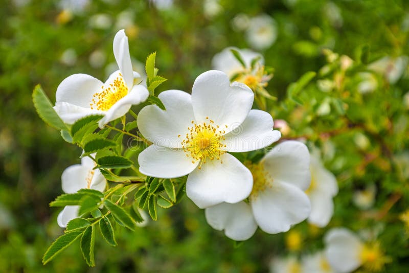 Divoká růže rosa canina, bílé květy zblízka