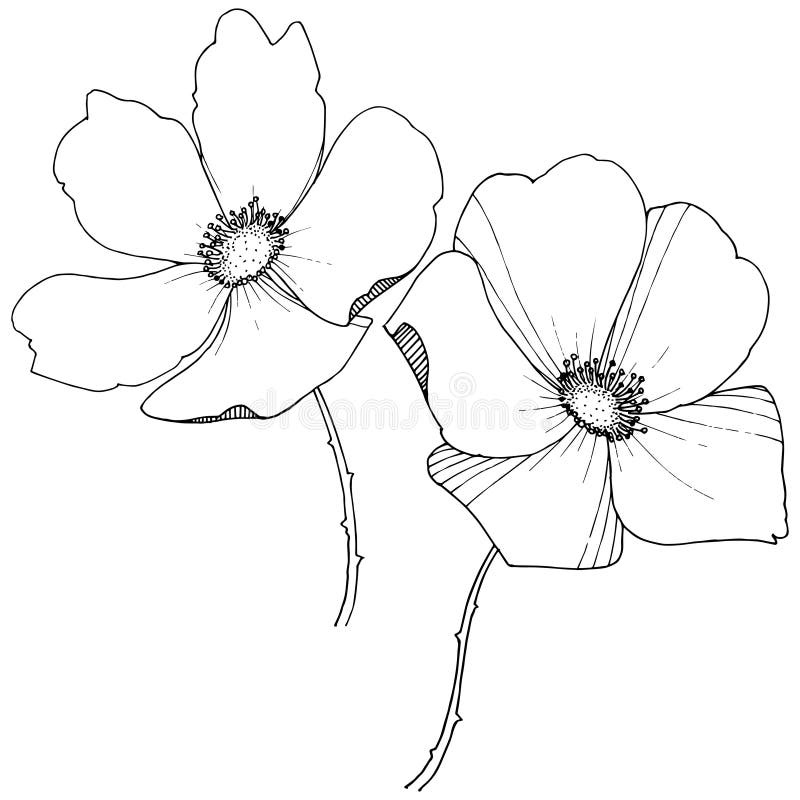 Wild Rose In A Vector Style Isolated. Stock Vector - Illustration of