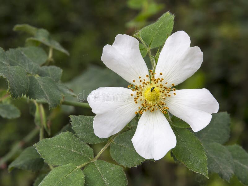 white rose black forest white rose black forest