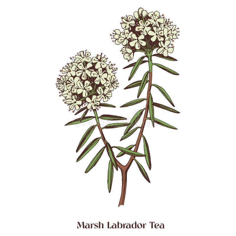 Лабрадорский чай нарисовать. Labrador Tea.