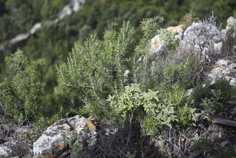 Wild rosemary stock image. Image of scrubland, native 127636307