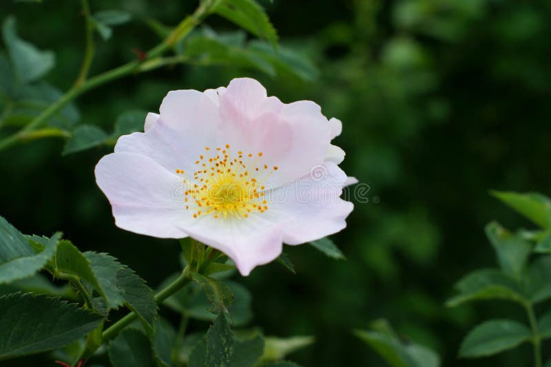 Wild roses pink bush close up macro green leaves