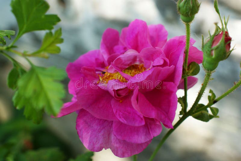 Wild roses pink bush close up macro green leaves