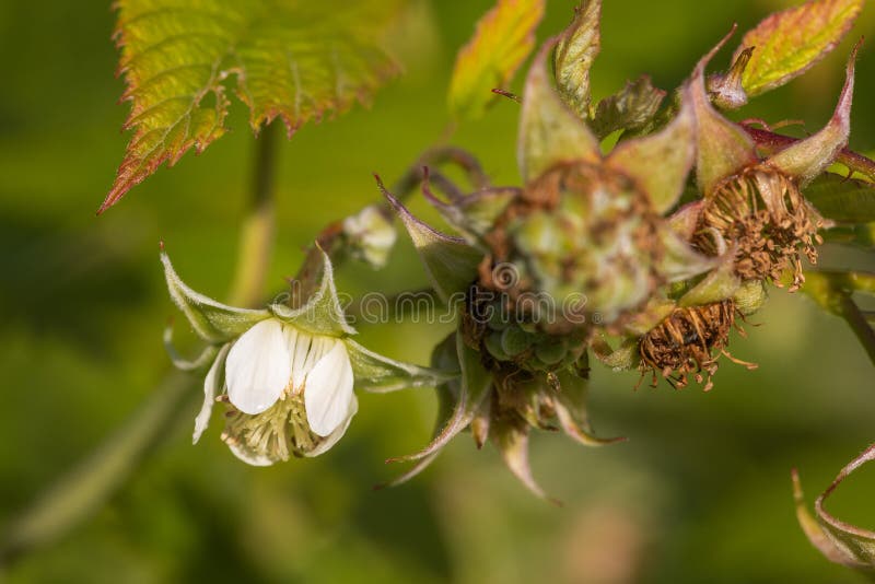 Wild Rubus idaeus (raspberry) flower royalty free stock image