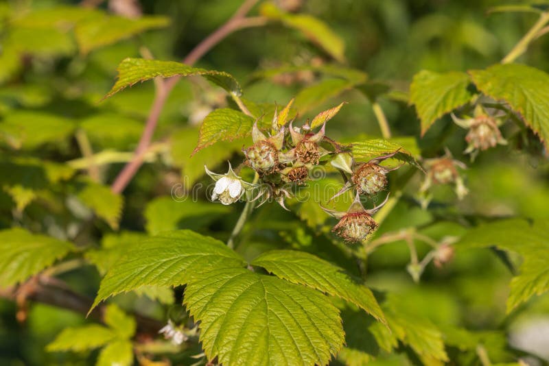 Wild Rubus idaeus (raspberry) flower royalty free stock images