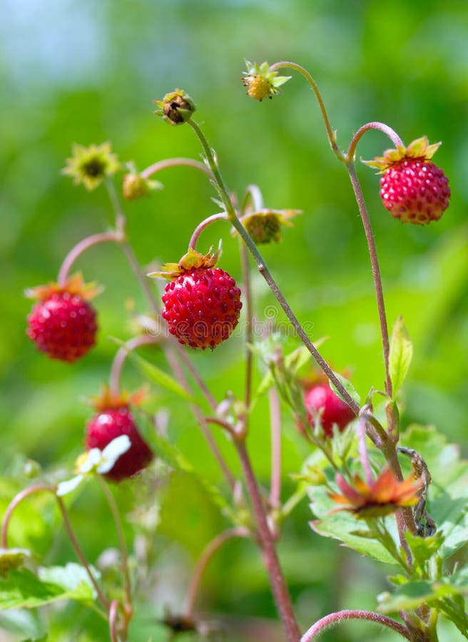 A close up shot of red wild strawberries. A close up shot of red wild strawberries
