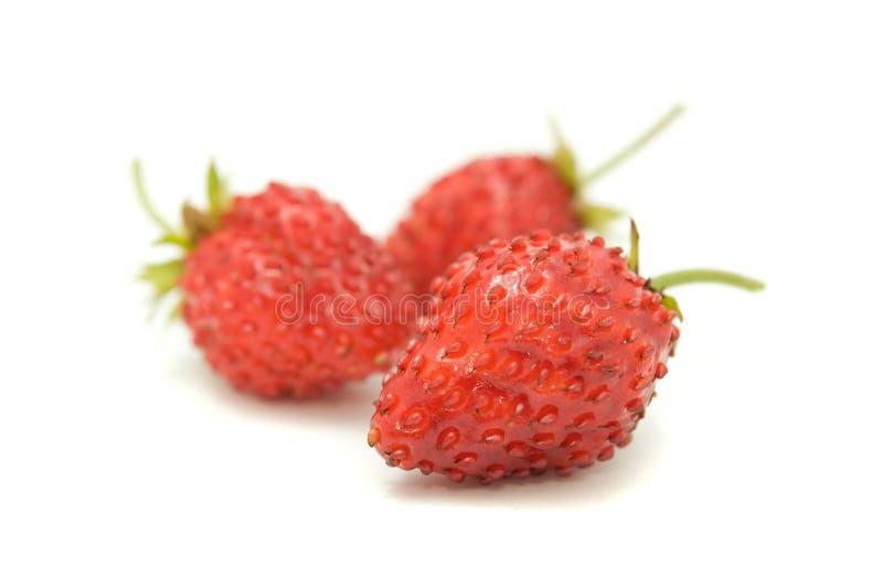 Red wild strawberries isolated on a white background. Red wild strawberries isolated on a white background